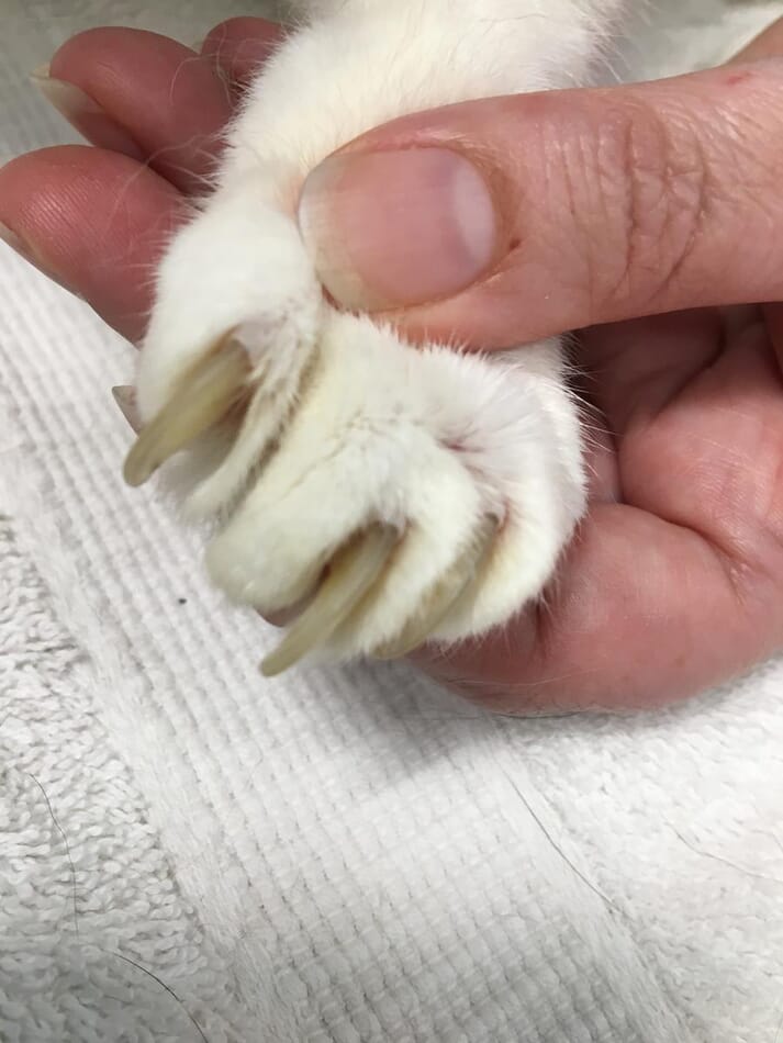 FIGURE (1 & 2) Claws can become thickened and begin to grow into the pads if a cat is less able to groom (photo credit: Feline Healthy Ageing Clinic)