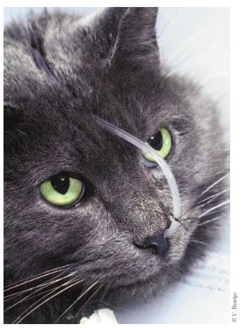 FIGURE 3 Nasogastric feeding is a standard nutritional approach (copyright Royal Canin)