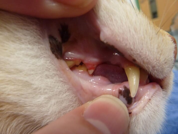 FIGURE (3) Preliminary data show that over a third of cats have dental disease by age 10, two thirds of which have feline oral resorptive lesions (photo credit: Feline Healthy Ageing Clinic)