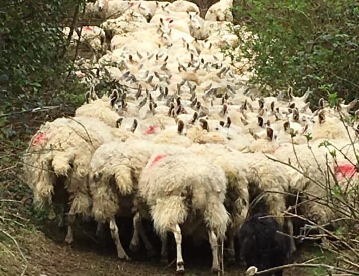 FIGURE 4 Which of these ewes has maedi visna? This flock recently tested 60 percent positive on a cull ewe screen