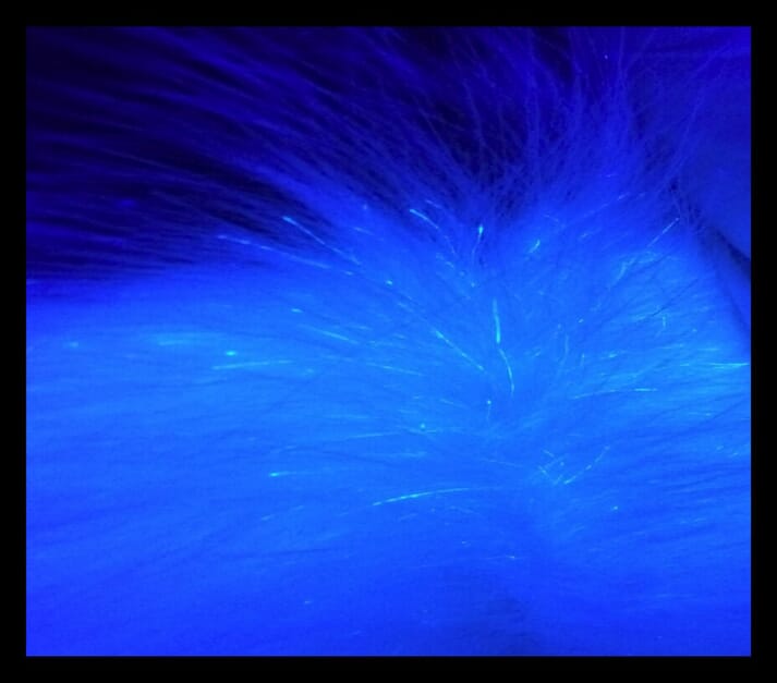 FIGURE 10 Fluorescing hair from a cat with dermatophytosis due to Microsporum canis. The colour is apple green, affecting the hair shaft only. The background fluorescence is negative