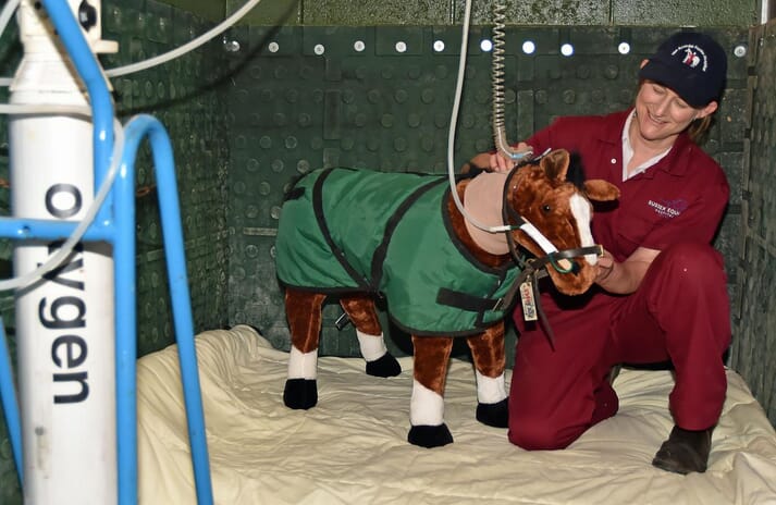 FIGURE 3 Paula Broadhurst, one of the practice directors, explained the use of the intensive care foal “Maverick”