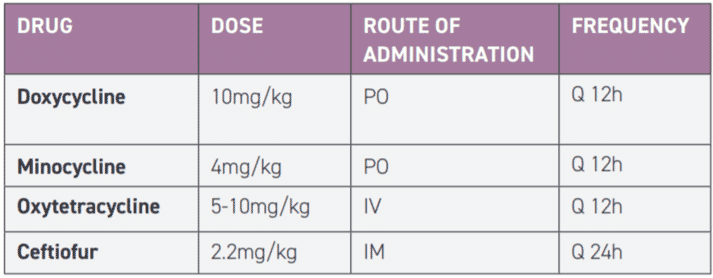 TABLE 1 Drug dose, route and frequency for Borrelia burgdorferi treatment