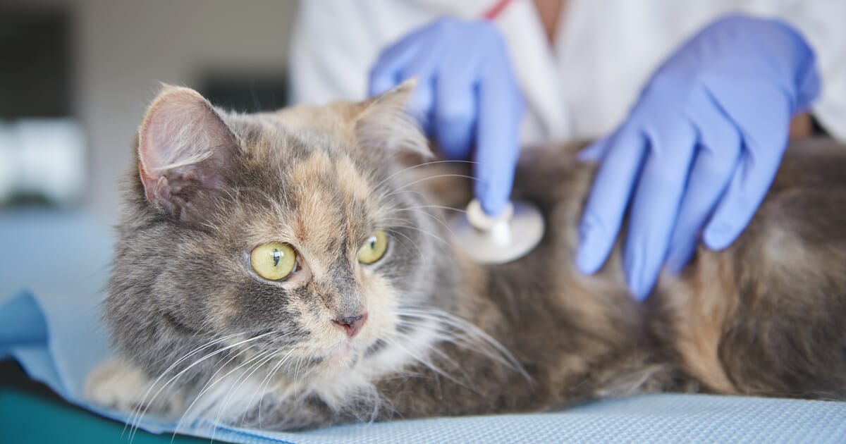 Treatment of Mycoplasma spp. infections in cats Veterinary Practice