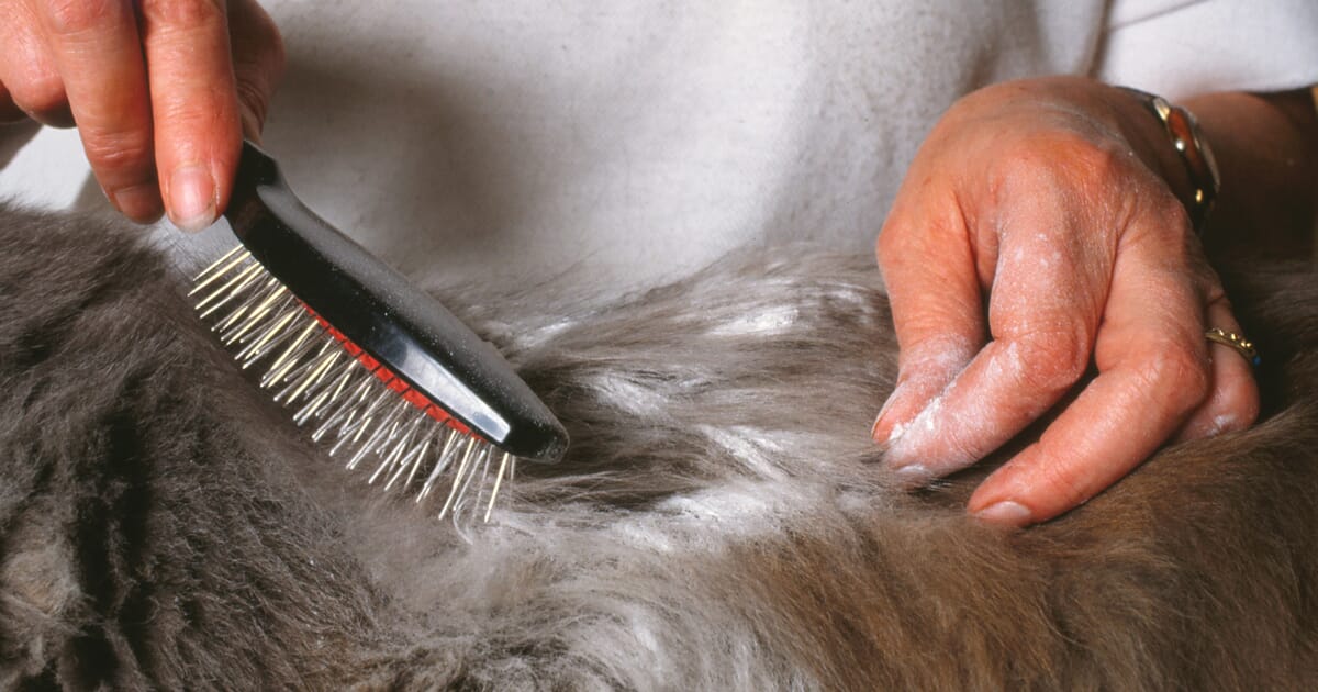 scabies cream dog scabies cream dog